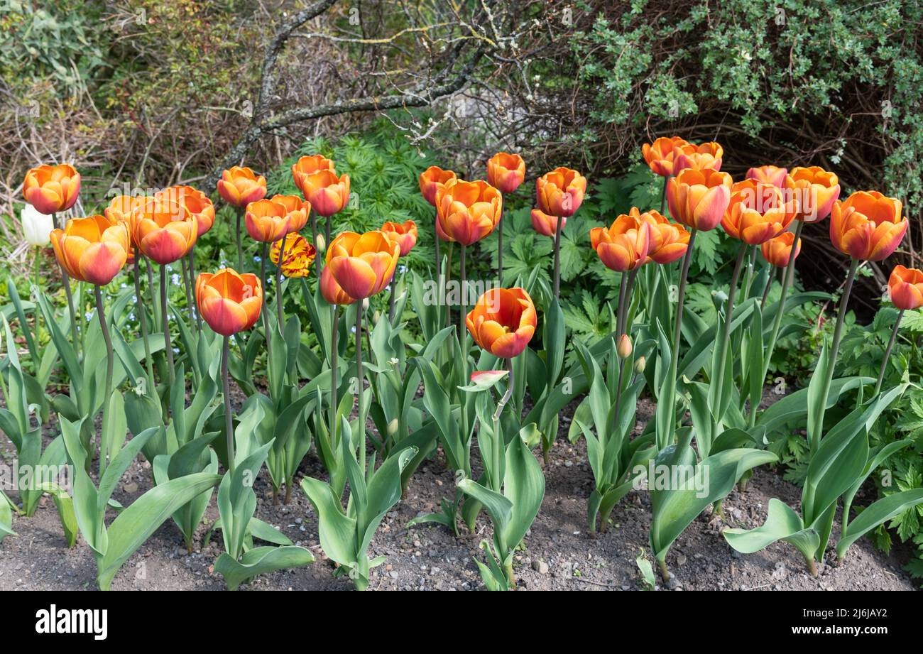 Tulpe „Bronze Perfection“ Stockfoto