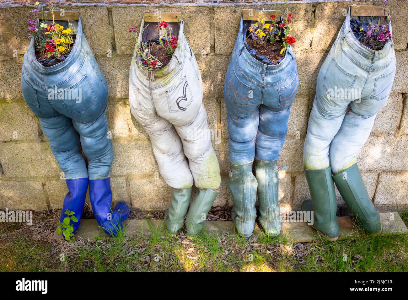 Vier Paar alte blaue Jeans wurden als Pflanzentöpfe an einer Gartenwand wiederverwendet Stockfoto