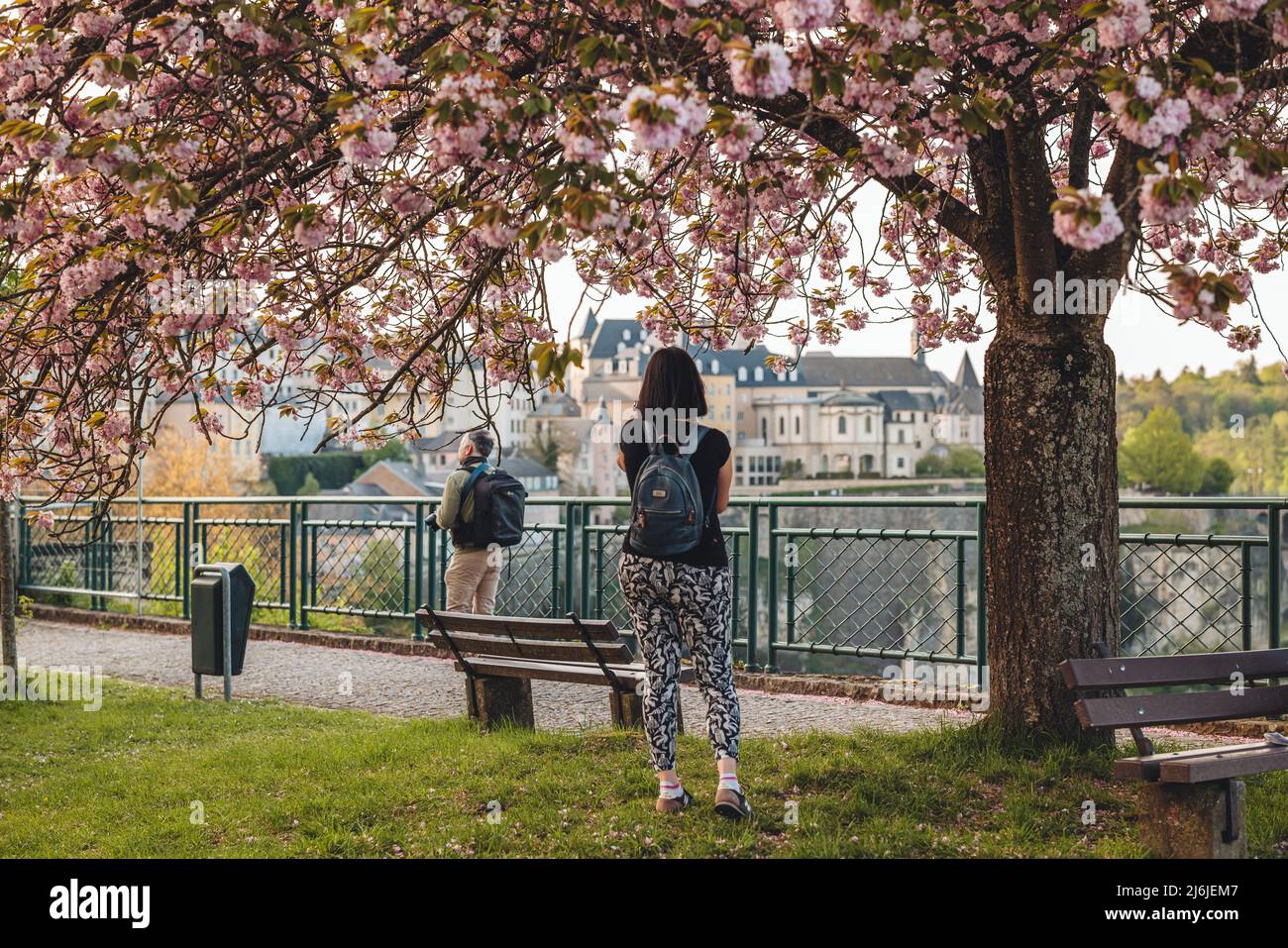 Luxemburg/April 2022: Blühender Kirschbaum in der Stadt Stockfoto