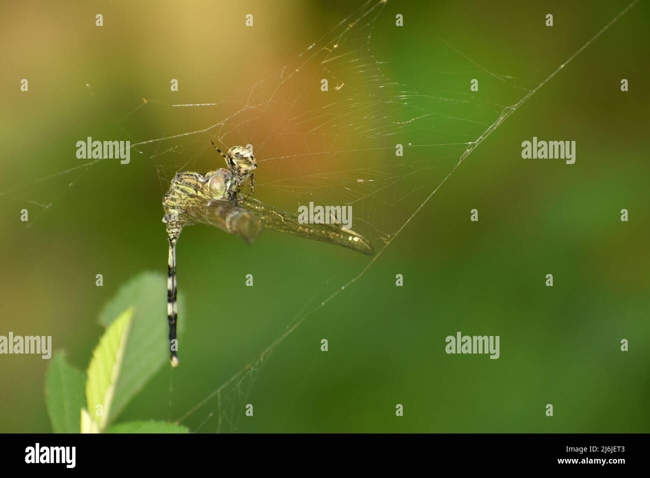 Nahaufnahme einer Gartenspinne, die sich von einer Libelle ernährt. Stockfoto