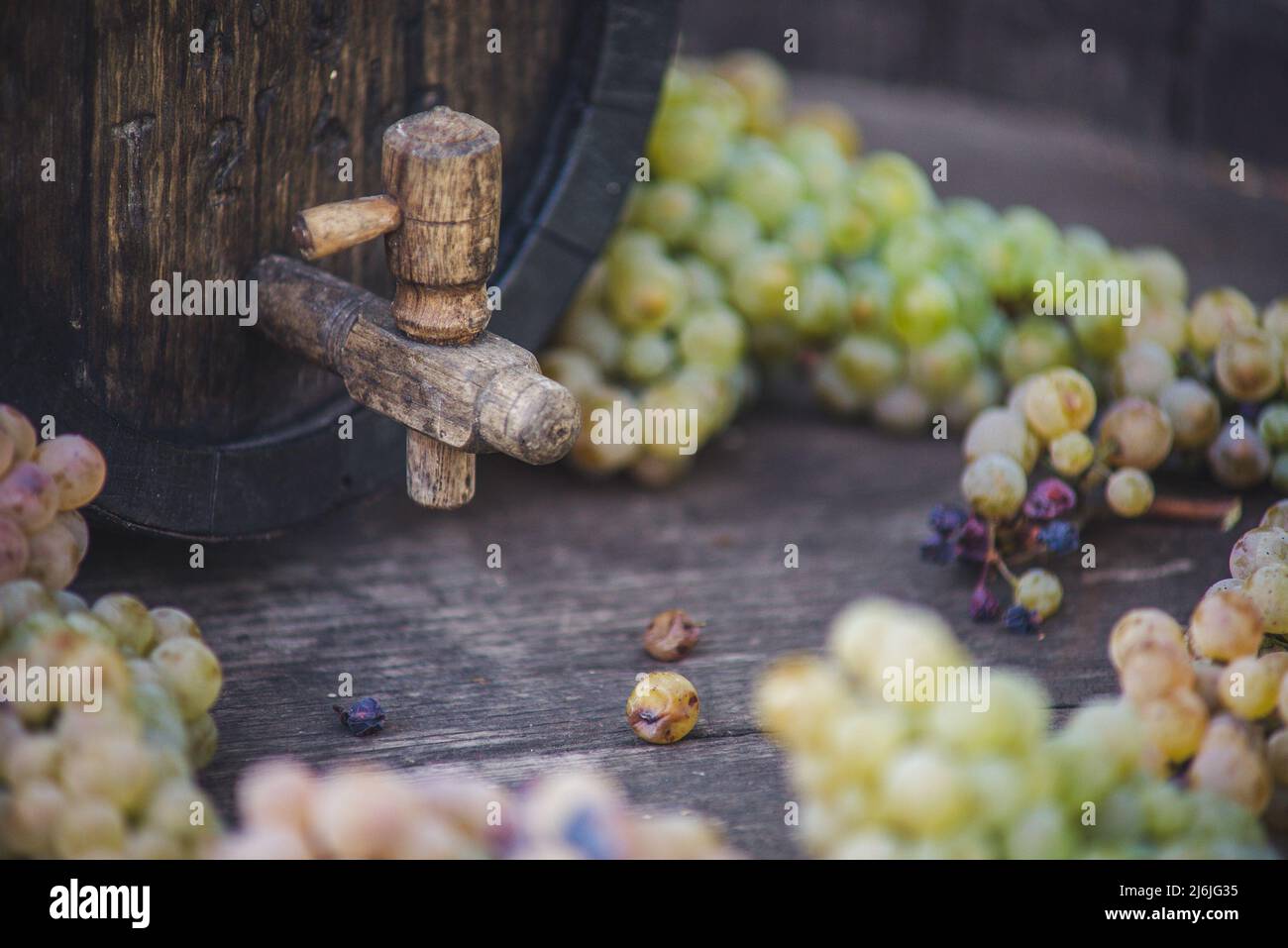 Weinfass mit Riesling-Trauben auf Fass in der Erntezeit, Ungarn Stockfoto