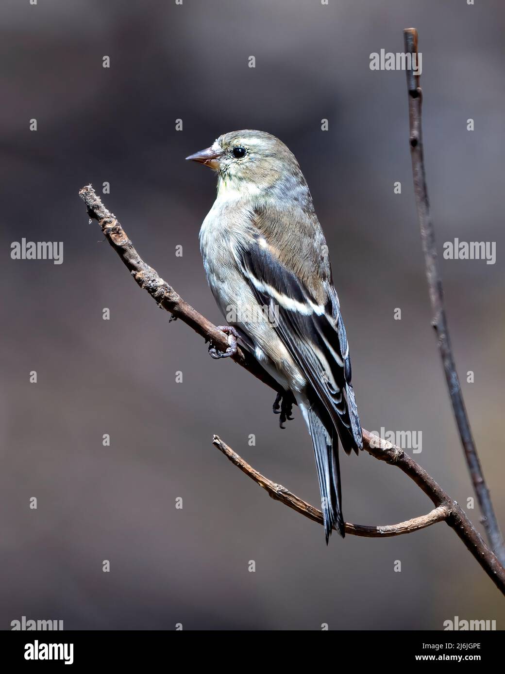Finch Nahaufnahme Seitenprofil, auf einem Ast mit einem unscharfen braunen Hintergrund in seiner Umgebung und Umgebung. Amerikanischer Goldfink. Stockfoto