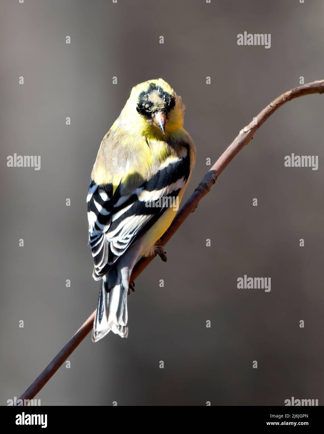 Finch Nahaufnahme Profil Ansicht, auf einem Ast thront und Blick auf den Boden mit einem unscharfen Hintergrund in seiner Umgebung und Lebensraum Umgebung. Stockfoto