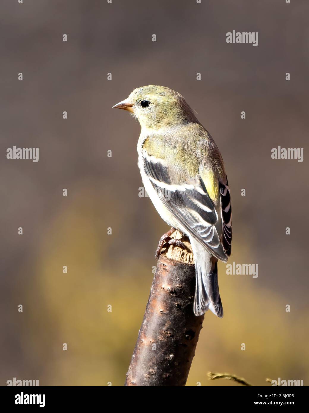 Finch Nahaufnahme Profil Ansicht, auf einem Zweig mit einem unscharfen Hintergrund in seiner Umgebung und Lebensraum Umgebung thront. Amerikanischer Goldfink. Stockfoto