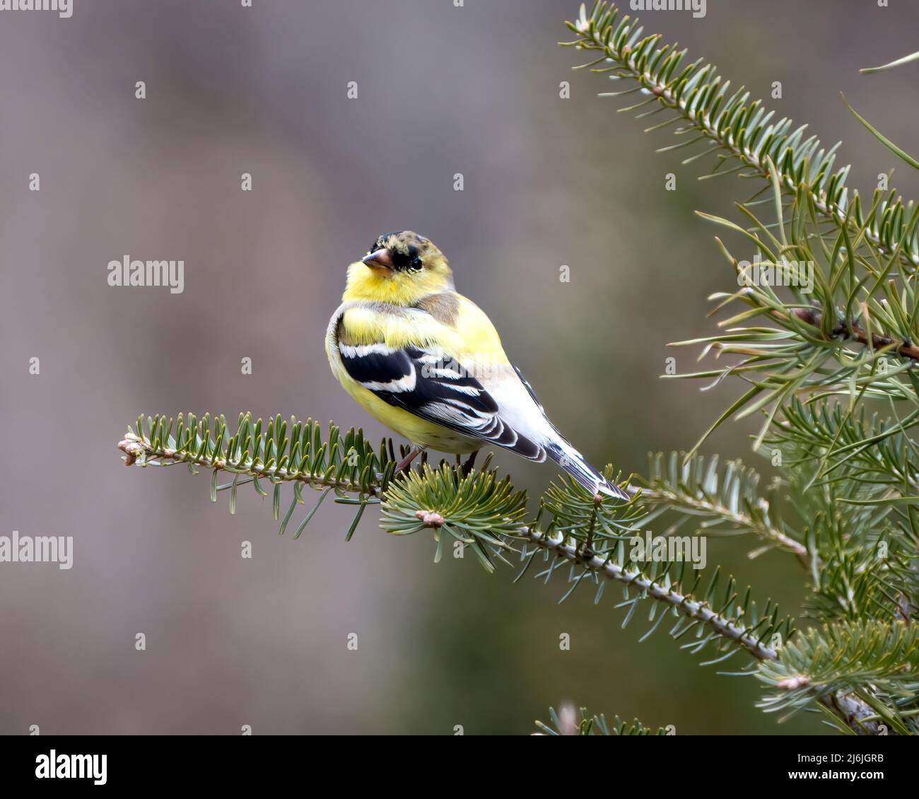 Finch Nahaufnahme Profil Ansicht, thront auf einem Nadelzweig mit einem unscharfen Hintergrund in seiner Umgebung und Lebensraum Umgebung mit gelben Farbe Stockfoto