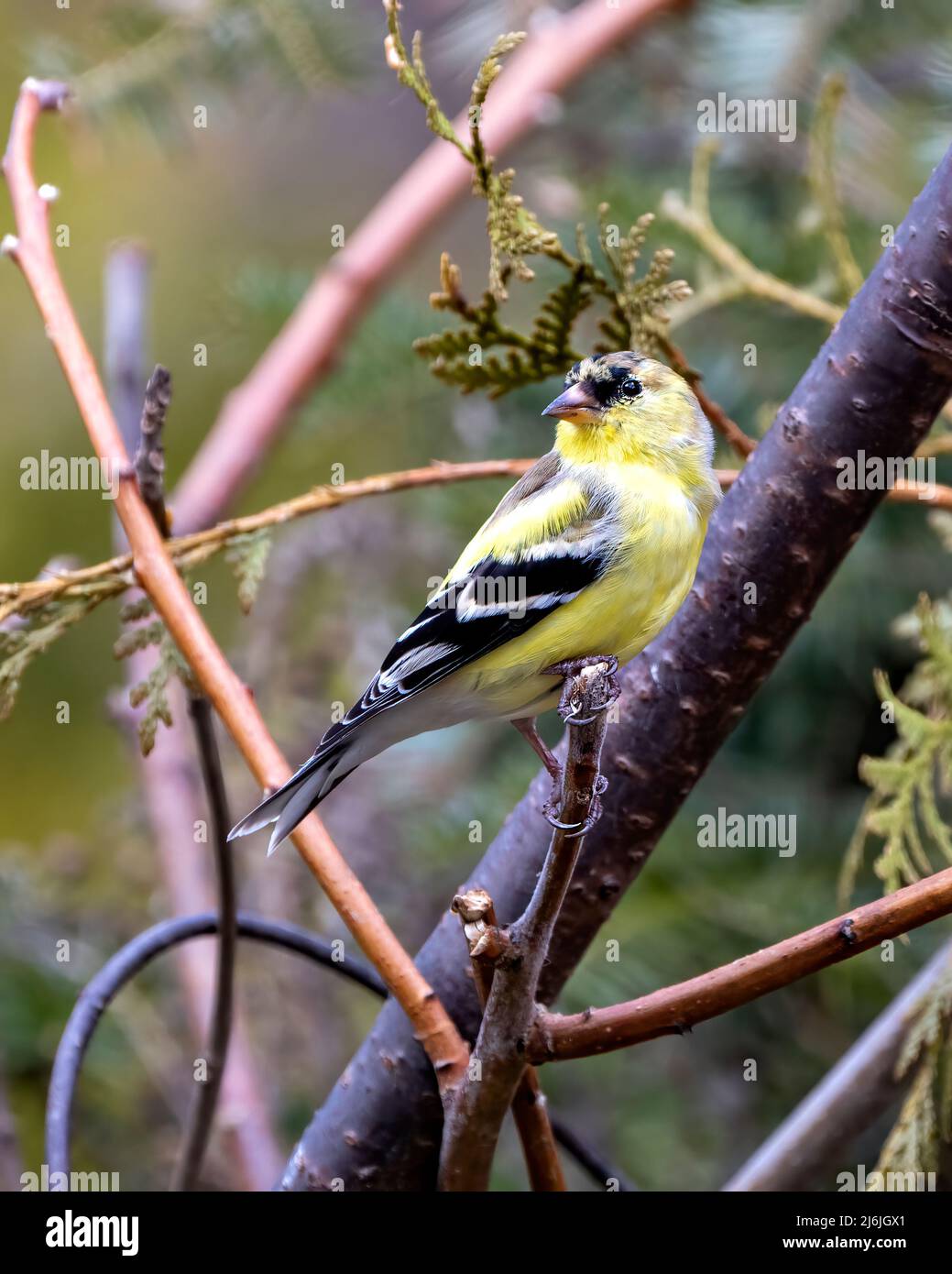 Finch Nahaufnahme Profil Ansicht, thront auf einem Zweig mit einem unscharfen Hintergrund in seiner Umgebung und Lebensraum Umgebung mit gelben Farbe. Stockfoto