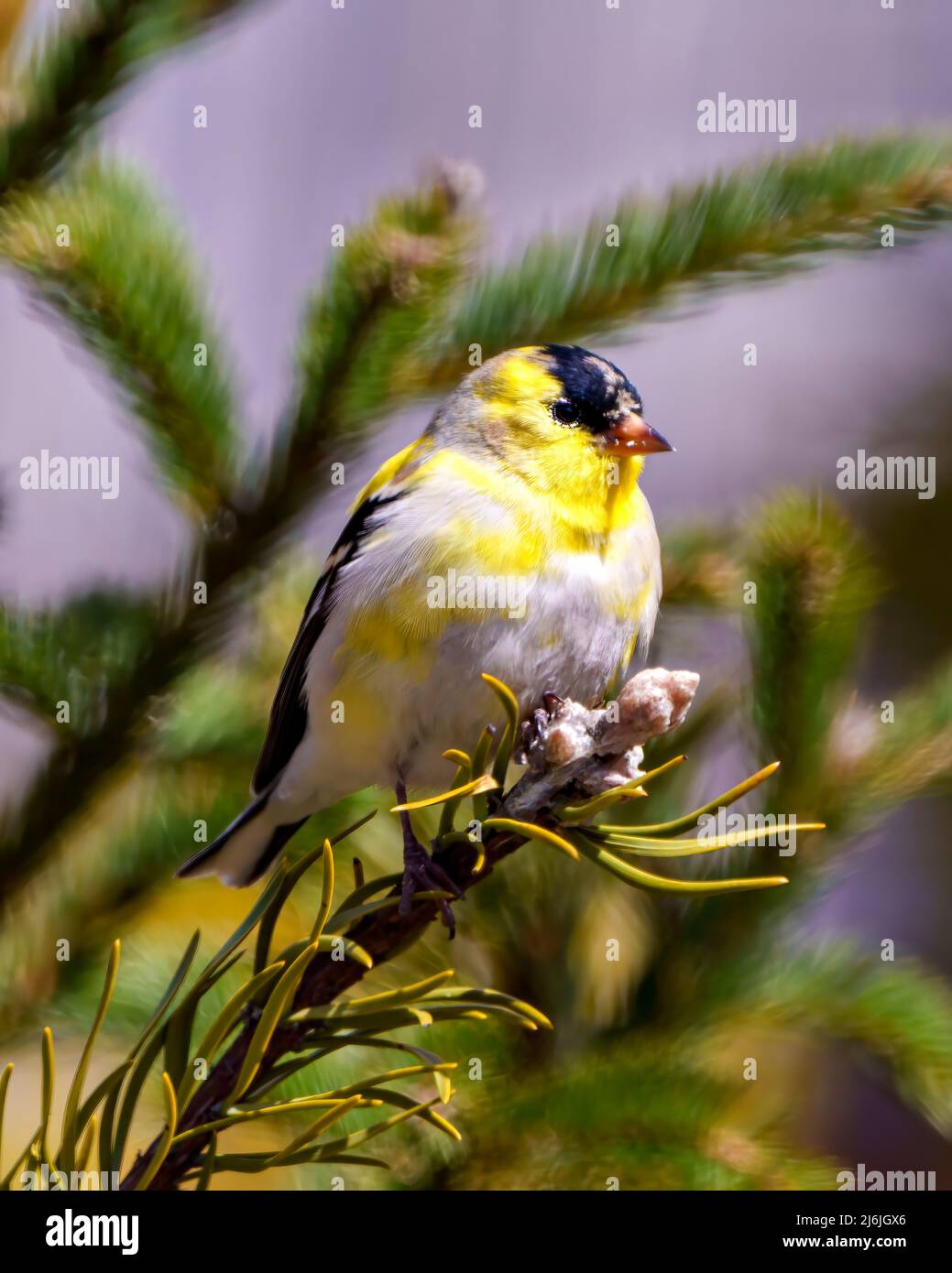 Finch Nahaufnahme Profil Ansicht, auf einem Zweig mit einem verschwommenen Nadelholz Hintergrund in seiner Umgebung und Lebensraum Umgebung thront. Stockfoto