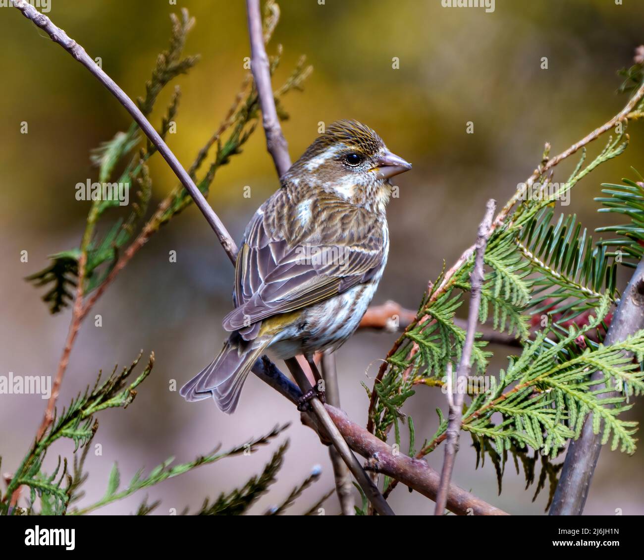 Finch weibliche Nahaufnahme Profilansicht, auf einem Zweig mit braunem Gefieder und einem unscharfen Hintergrund in seiner Umgebung und Umgebung thront Stockfoto