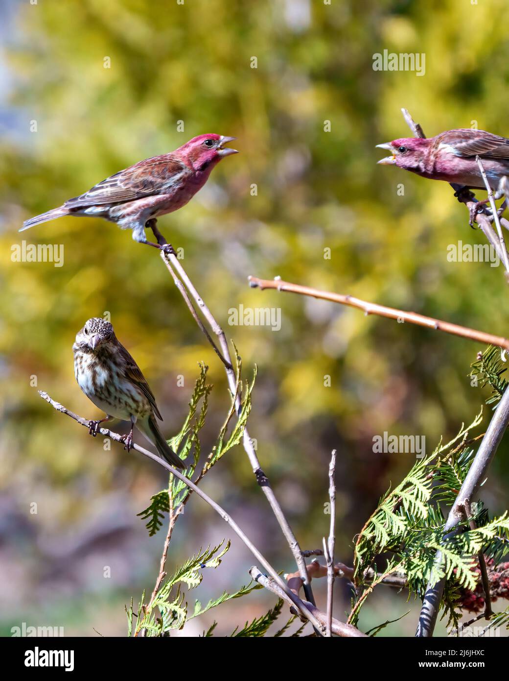Finch-Männchen zeigen Paarungsverhalten und zeigen den Tanz mit ausgebreiteten Flügeln und offenem Schnabel, um das Weibchen während der Paarungssaison zu gewinnen. Stockfoto