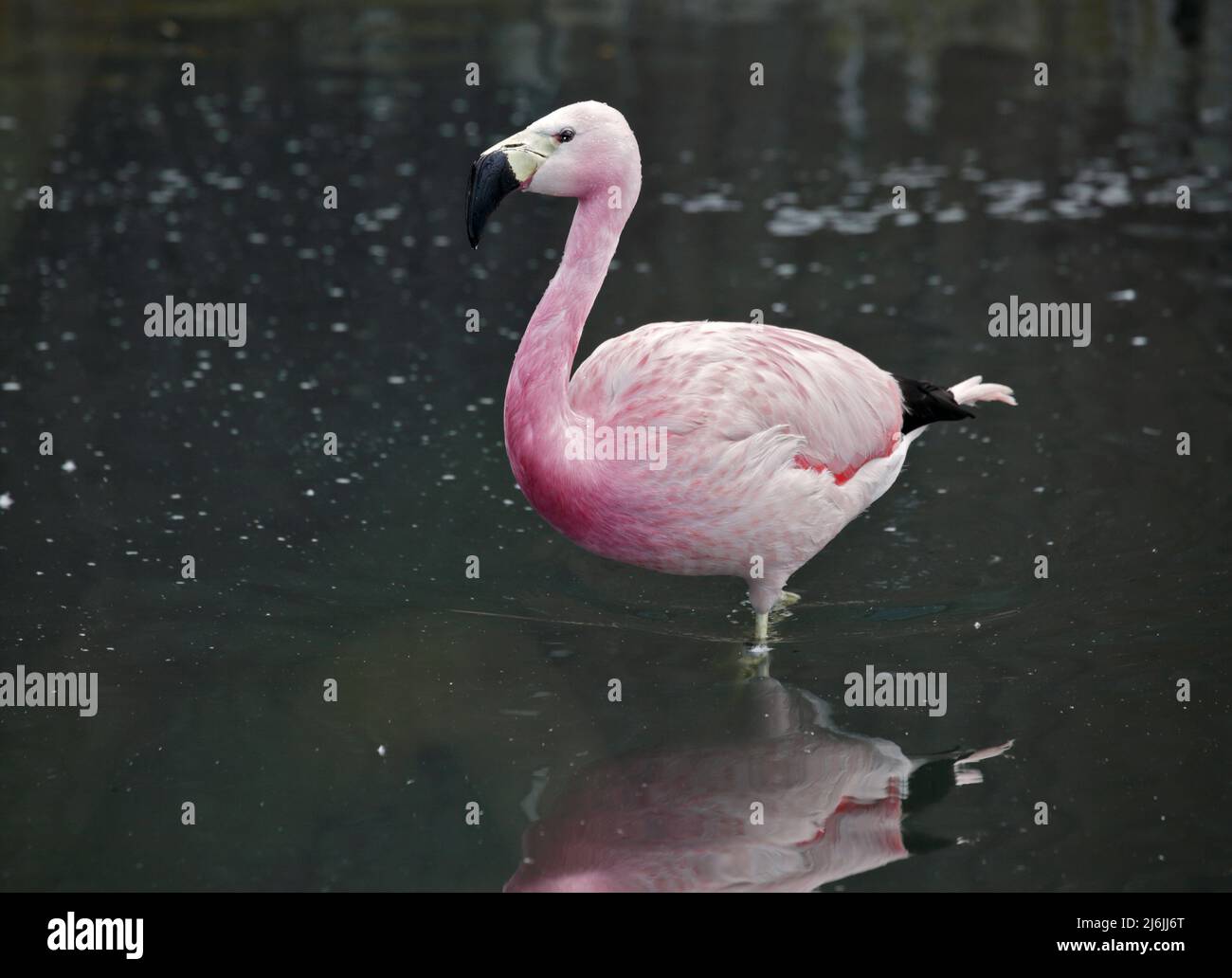 Anden Flamingo (Phoenicoparrus Andinus) Stockfoto
