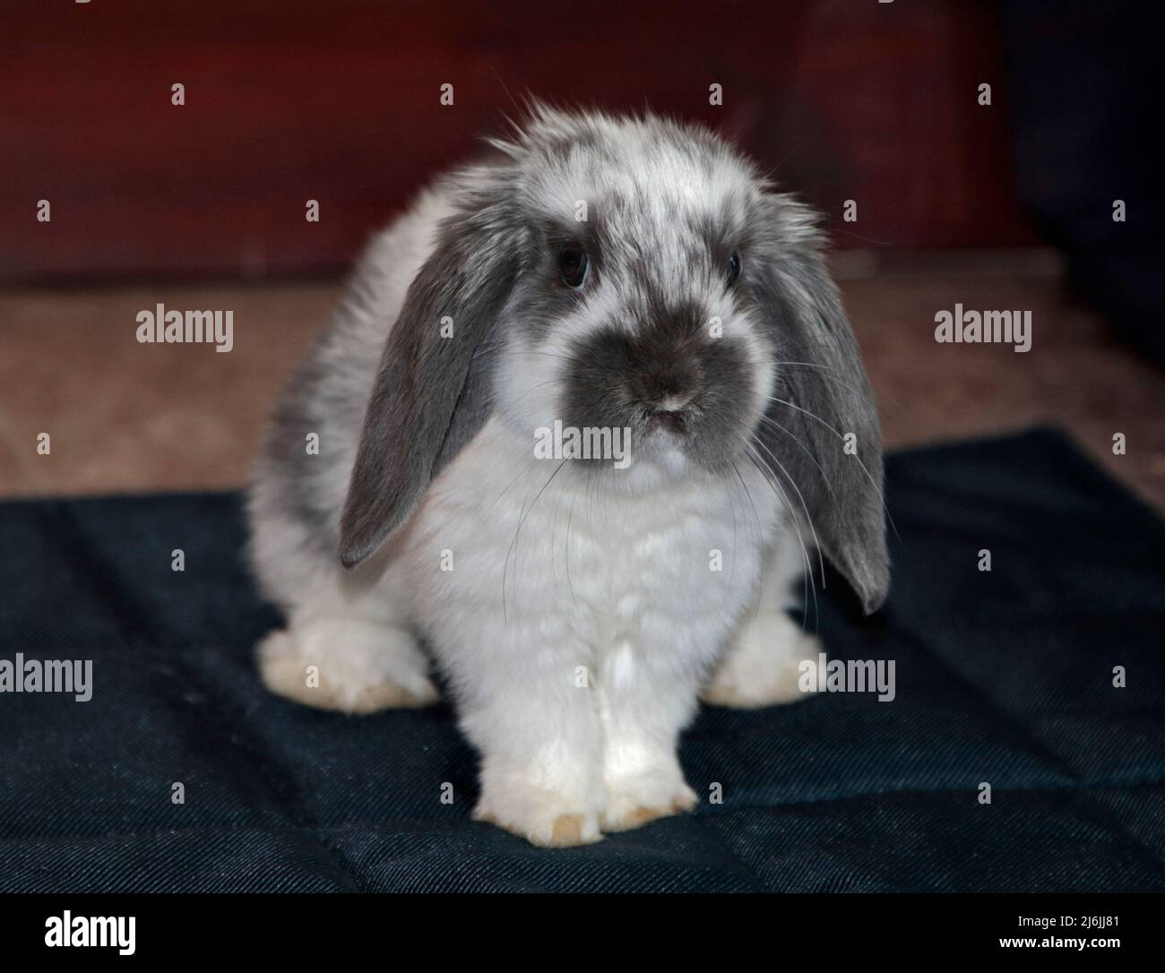 Graues und weißes Mini Lop Rabbit Doe Kit (9 Wochen) Stockfoto