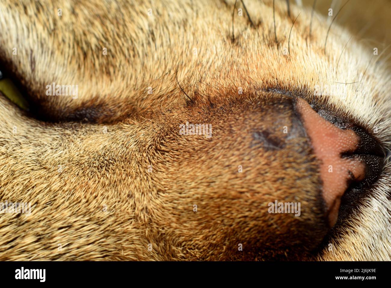 Nahaufnahme der Katzennase Stockfoto