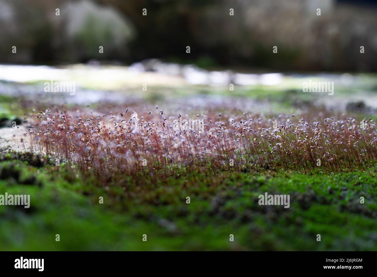 Gewöhnliches Haarkappenmoos - polytrichum commune - großes goldenes Haarhaar oder große Goldlöckchen auf dem Boden in einem abgebrochenen und verfallenen Raum Stockfoto