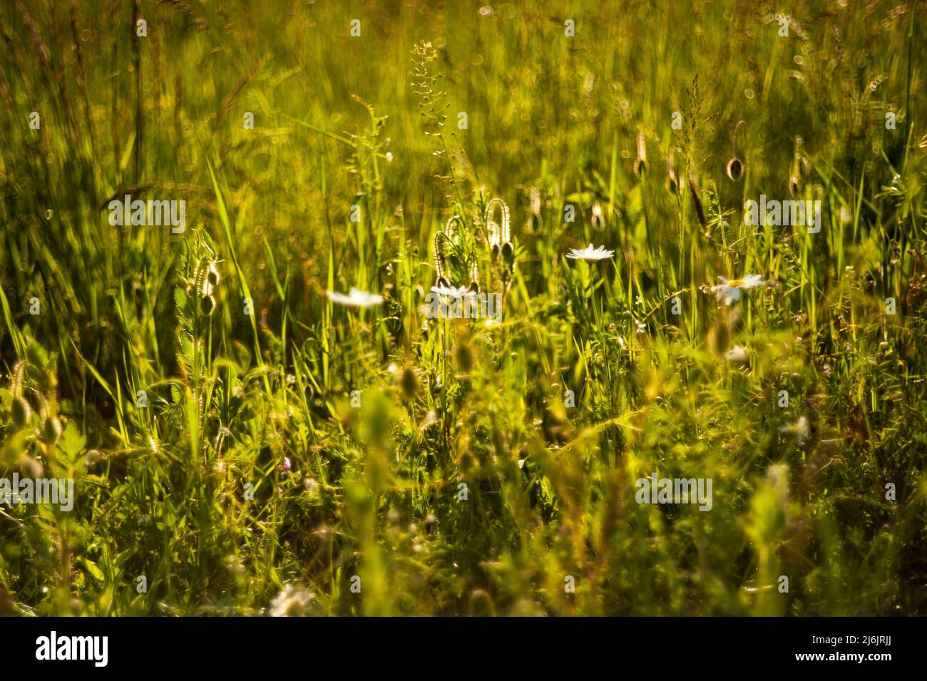 Wilde Gänseblümchen blüht in einem Frühlingsgrün Stockfoto