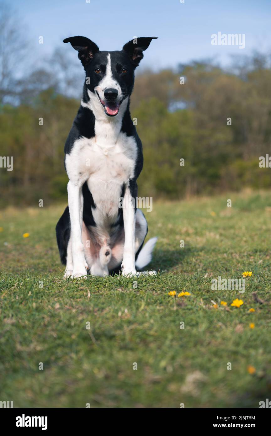 Black and White Collie Sheep Dog arbeitet auf einer Farm in Südwales Stockfoto