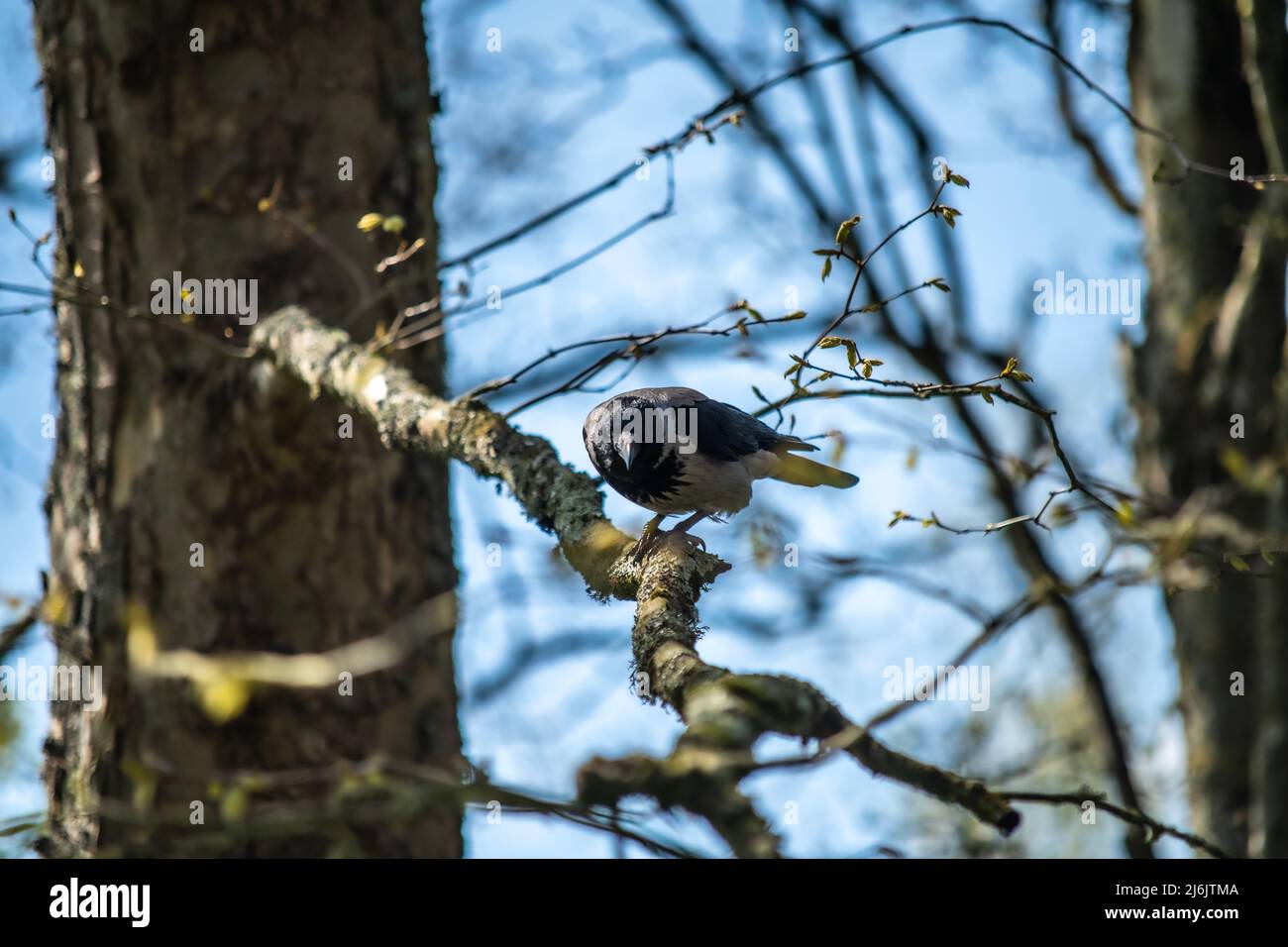 Tiere im Freien, Tiere in einer natürlichen Umgebung Stockfoto