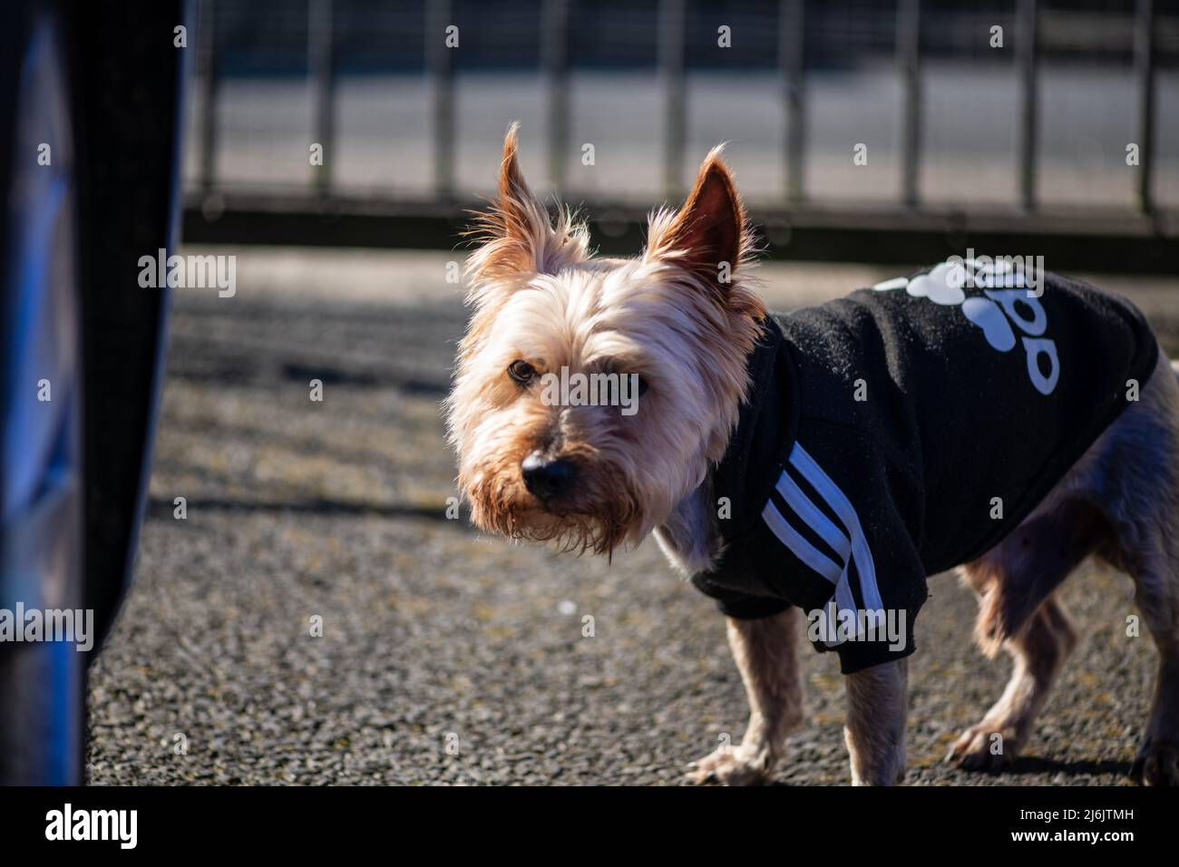Tiere im Freien, Tiere in einer natürlichen Umgebung Stockfoto