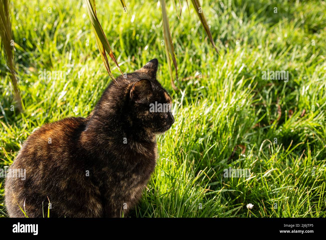 Tiere im Freien, Tiere in einer natürlichen Umgebung Stockfoto