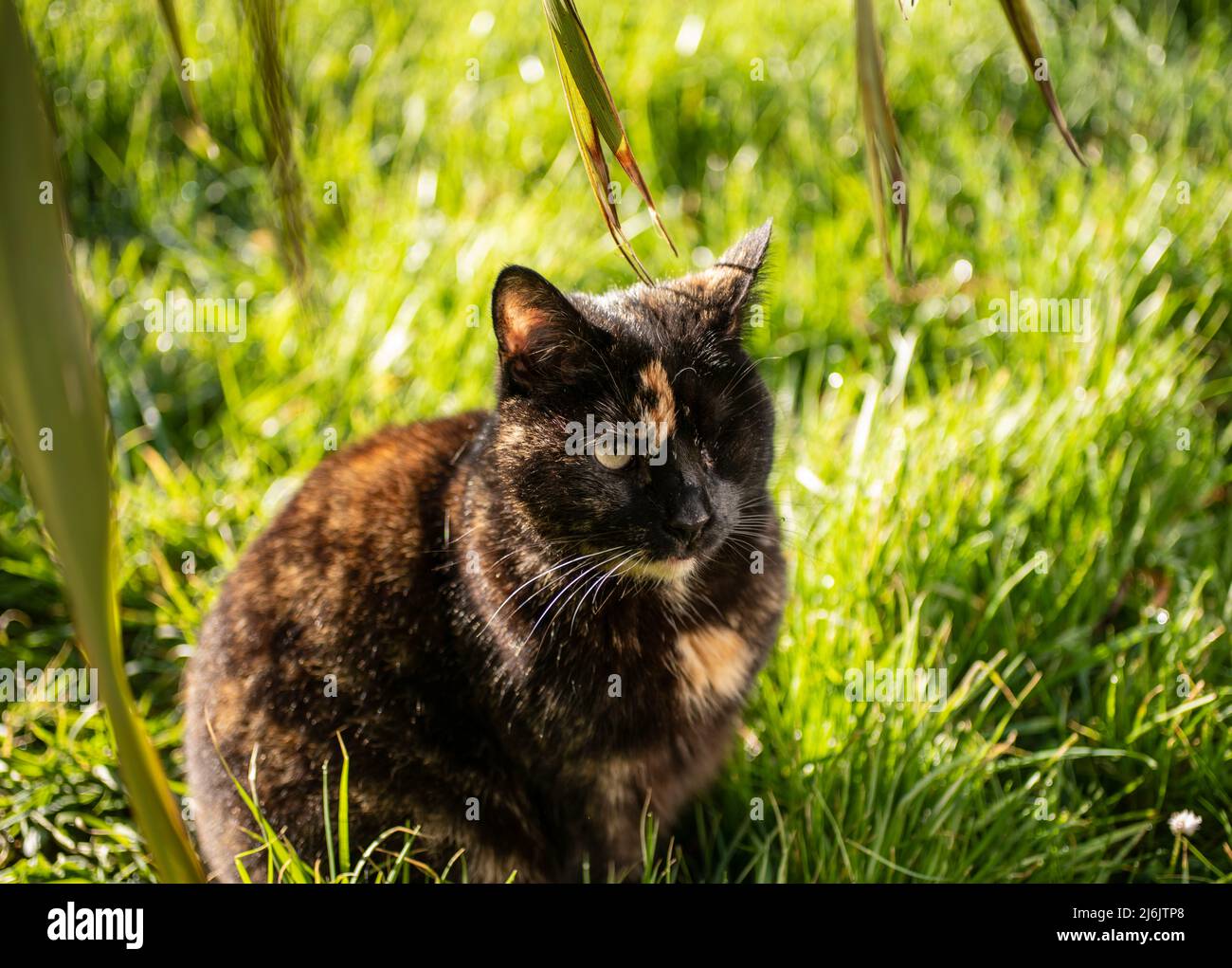 Tiere im Freien, Tiere in einer natürlichen Umgebung Stockfoto