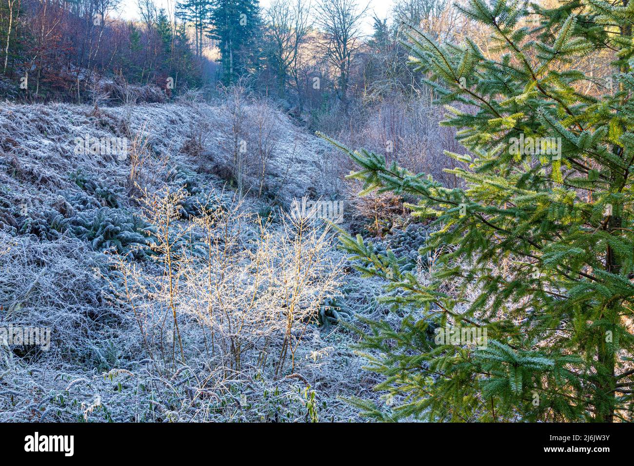 Winter im Wald von Dean - Morgenfrost im Tal von Bixslade, in der Nähe von Cannop, Gloucestershire, England Stockfoto