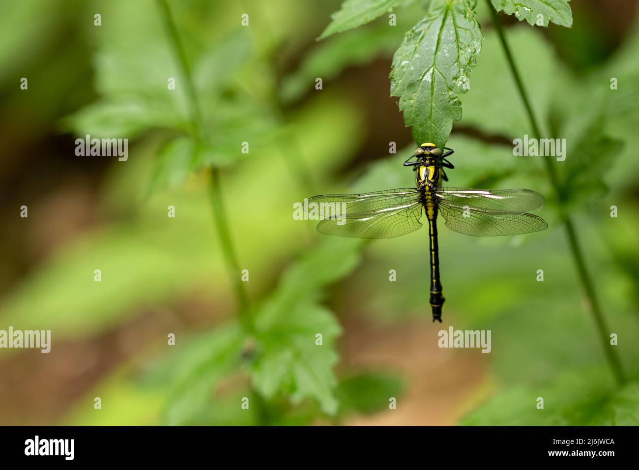 Nahaufnahme einer Libelle auf einem Zweig. Draufsicht auf die Fliege. Stockfoto