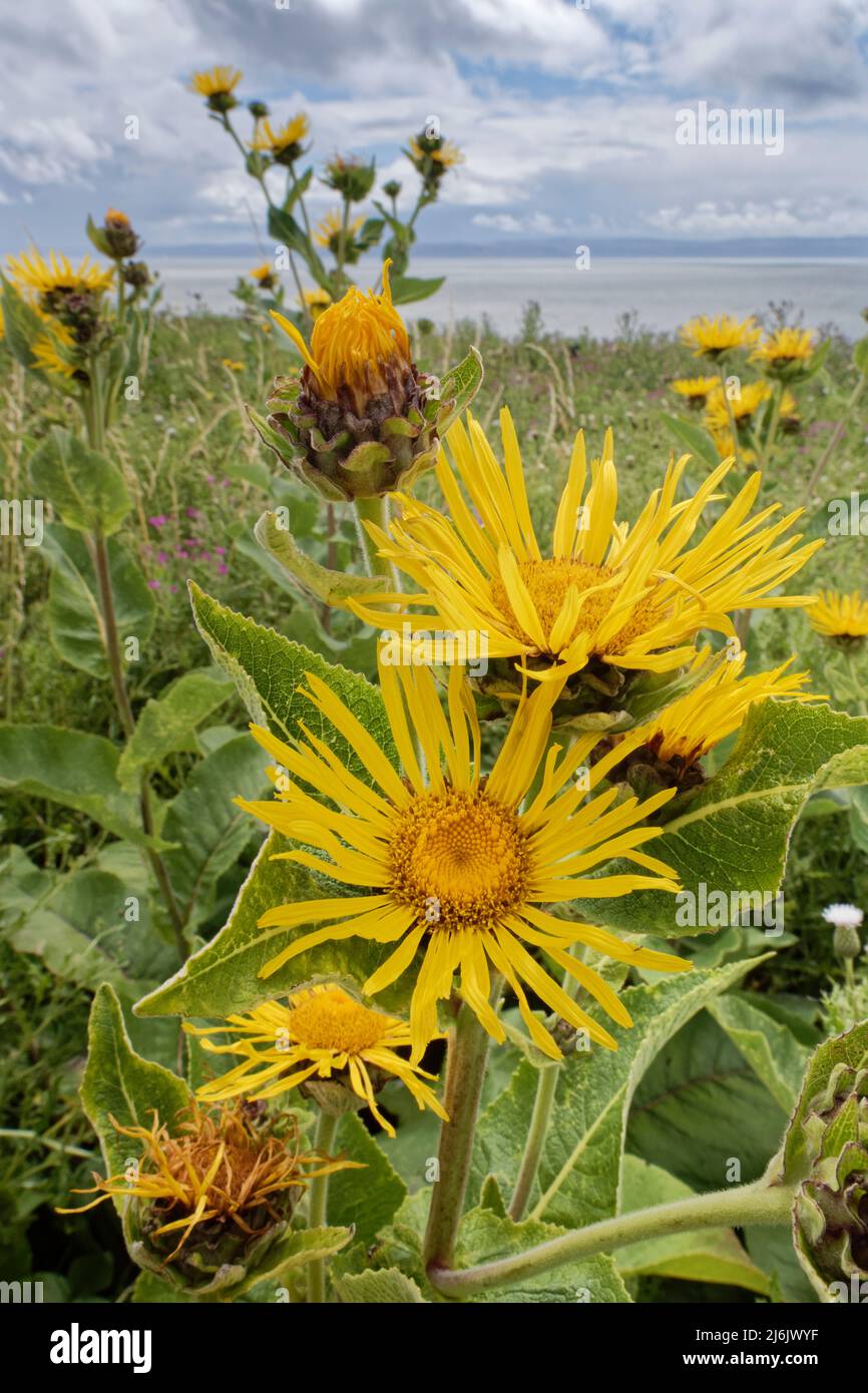 Elektampan (Inula helenium) 2m hoher Stand dieses robusten großblühenden Asters auf Clifftop-Grasland, Nash Point, Glamorgan, Wales, UK, Juli. Stockfoto