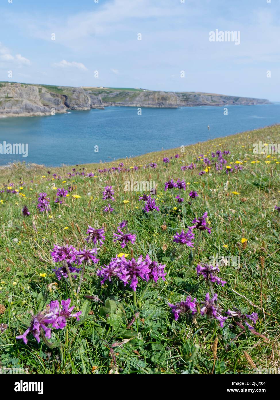 Betonie (Stachys officinalis) blüht in Fülle auf einer Küstenspitze mit Blick auf Fall Bay, Rhossili, The Gower, Wales, Großbritannien, Juli. Stockfoto