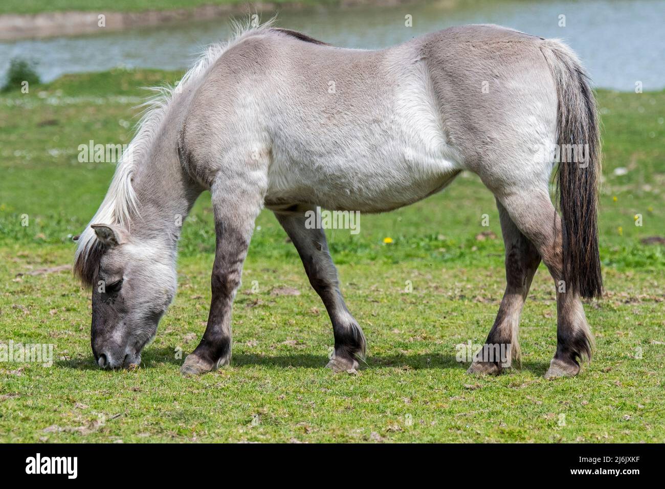Heck Pferd (Equus caballus gmelini) grasen auf der Wiese, Pferderasse, die angeblich dem Tarpan ähneln, ein ausgestorbenes Pferd Stockfoto