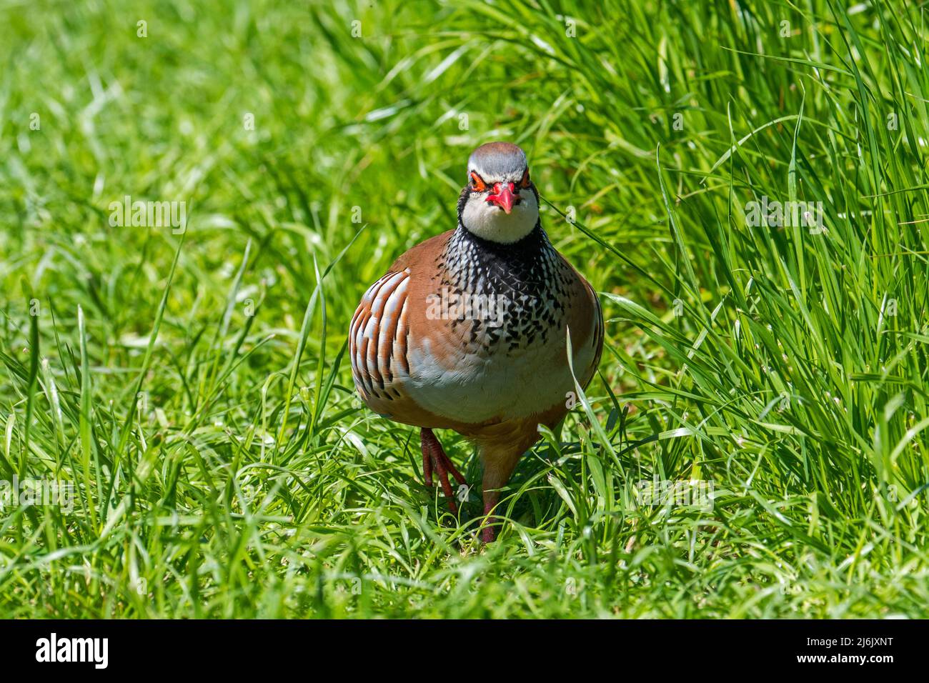 Rotbeinige Rebhuhn / Französischer Rebhuhn (Alectoris rufa), der in hohem Gras auf Wiese/Grasland Nahrungssuche macht Stockfoto