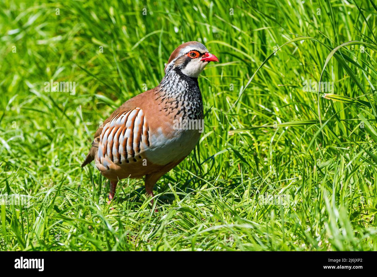 Rotbeinige Rebhuhn / Französischer Rebhuhn (Alectoris rufa), der auf Wiese/Grasland auf Nahrungssuche geht Stockfoto