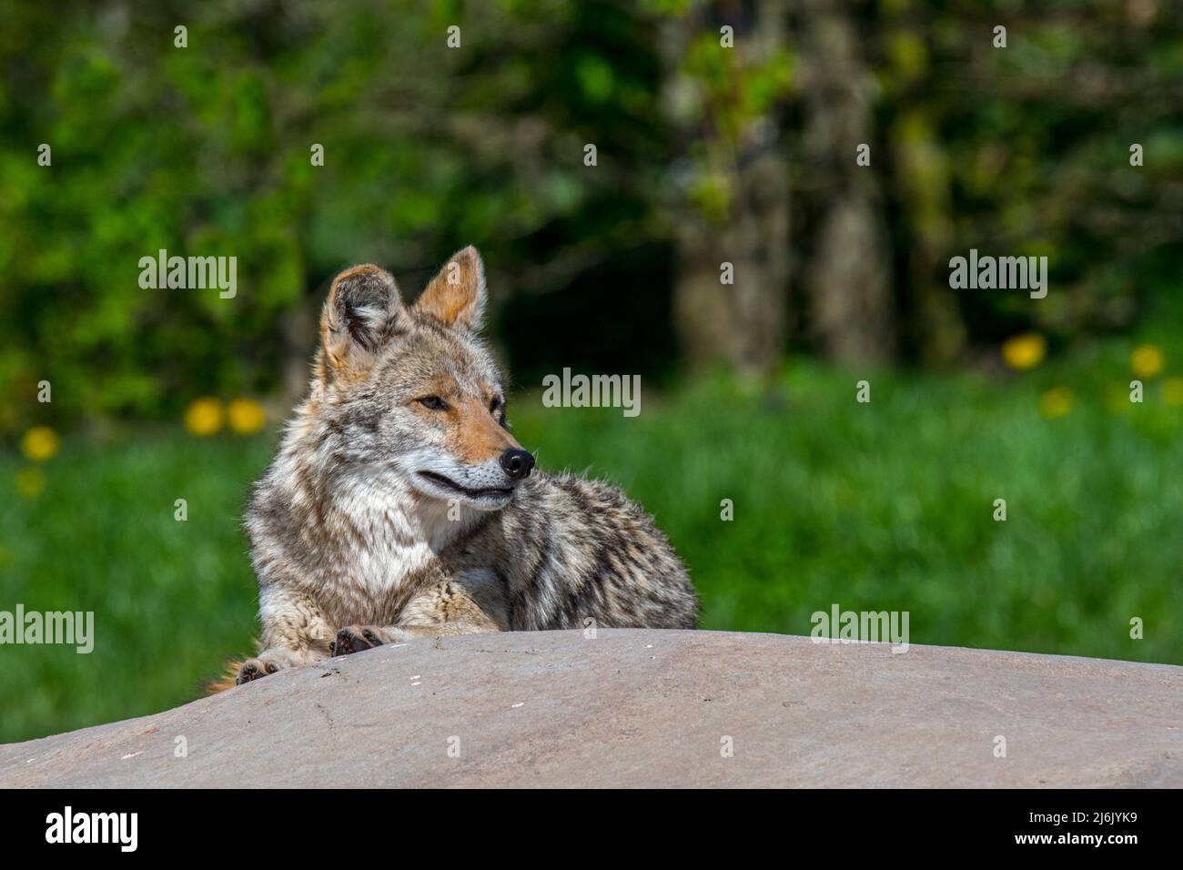 Coyote (Canis latrans), die auf Felsen ruht und in Nordamerika heimisch ist Stockfoto Coyote (Canis latrans), die auf Felsen ruht und in Nordamerika heimisch ist Stockfoto