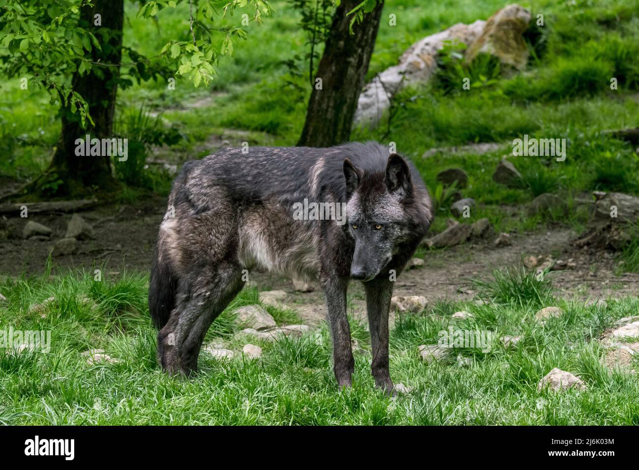 Schwarzer Nordwestwolf / Mackenzie Valley Wolf / Alaskischer Holzwolf / Kanadischer Holzwolf (Canis lupus occidentalis), größte Unterart des Grauwolf Stockfoto