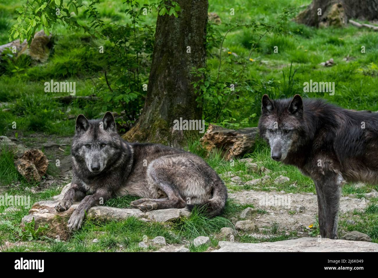 Zwei schwarze Nordwestwölfe / Mackenzie Valley Wolf / Alaskan Holzwolf / Kanadischer Holzwolf (Canis lupus occidentalis), der im Wald ruht Stockfoto