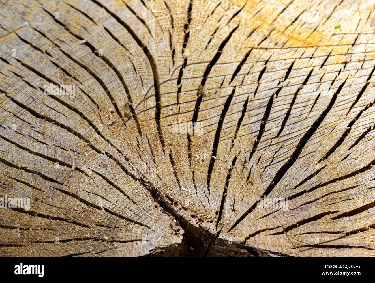 Eiche Baumstumpf Hayley Wood Cambridgeshire Stockfoto