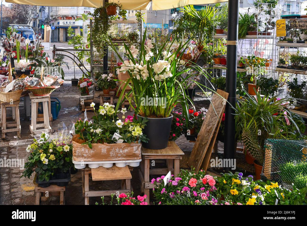 Die blühenden Pflanzen eines Blumenladens auf dem Bürgersteig im Stadtzentrum von Sanremo an einem sonnigen Wintertag, Imperia, Ligurien, Italien Stockfoto