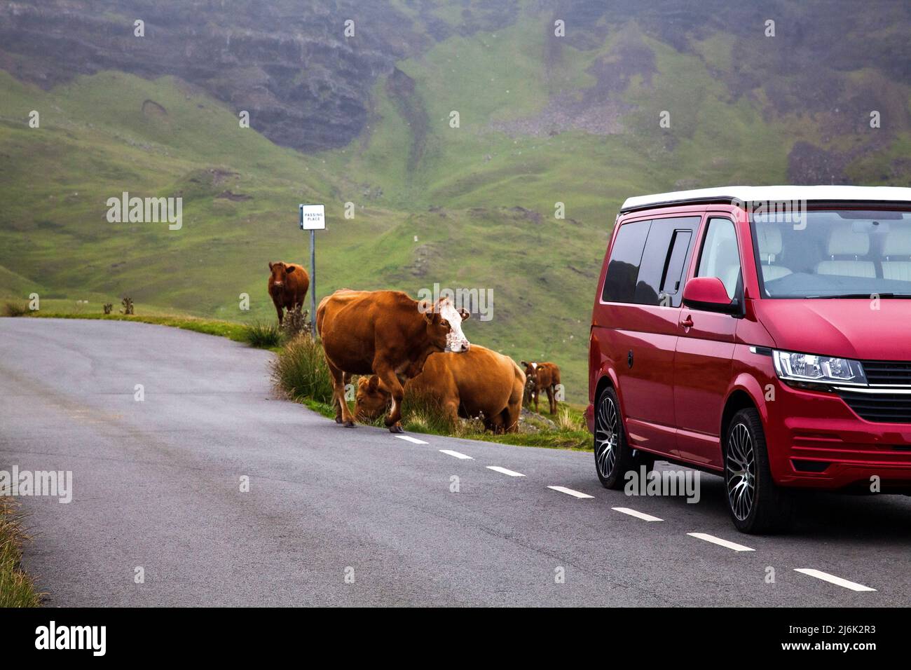 Straßenkühe und ein Voltswagan-Van, nea r Neist Point auf der Isle of Skye im schottischen Higlands Stockfoto