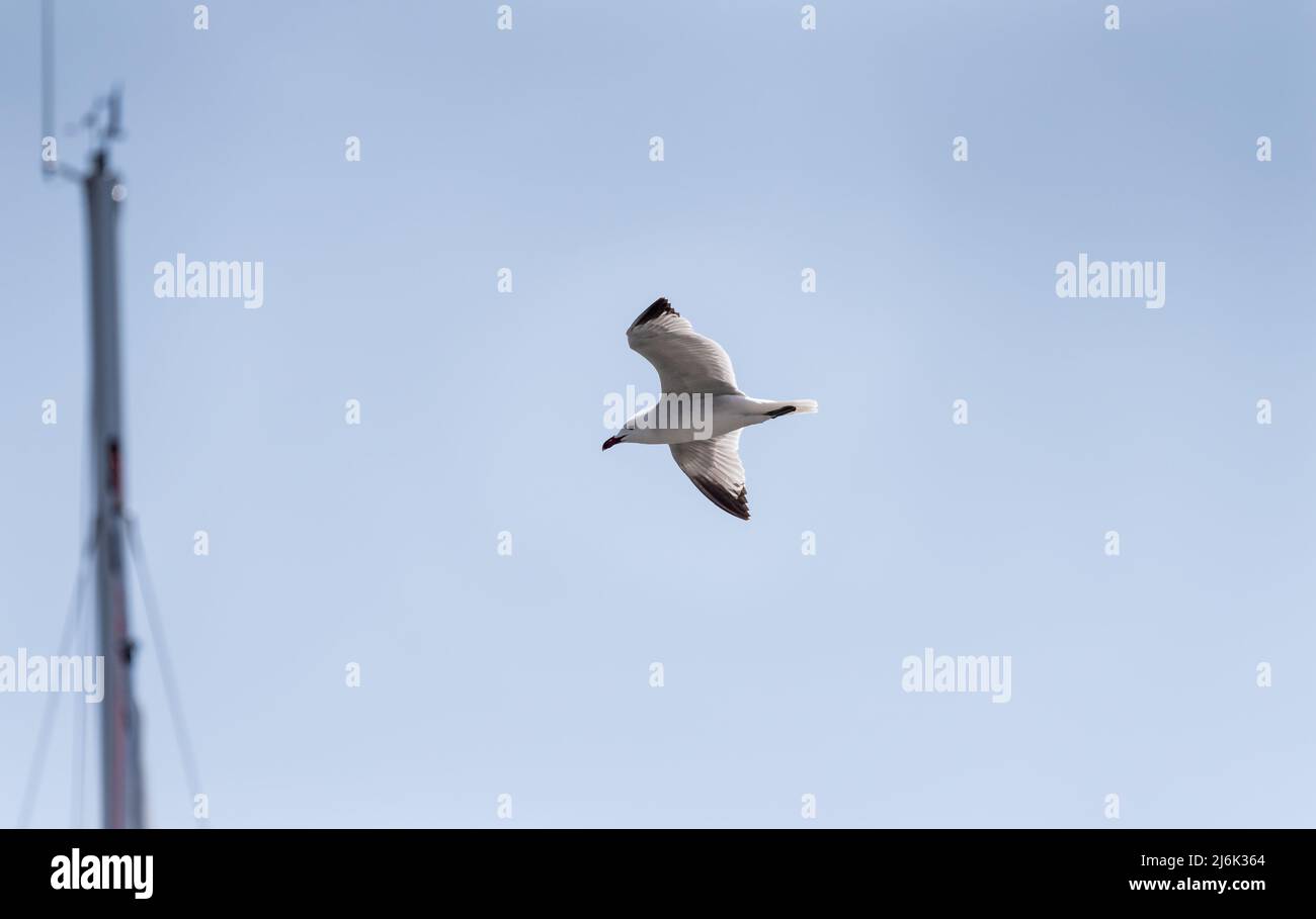 Fliegende Audouin-Möwe (Larus audouinii) Stockfoto