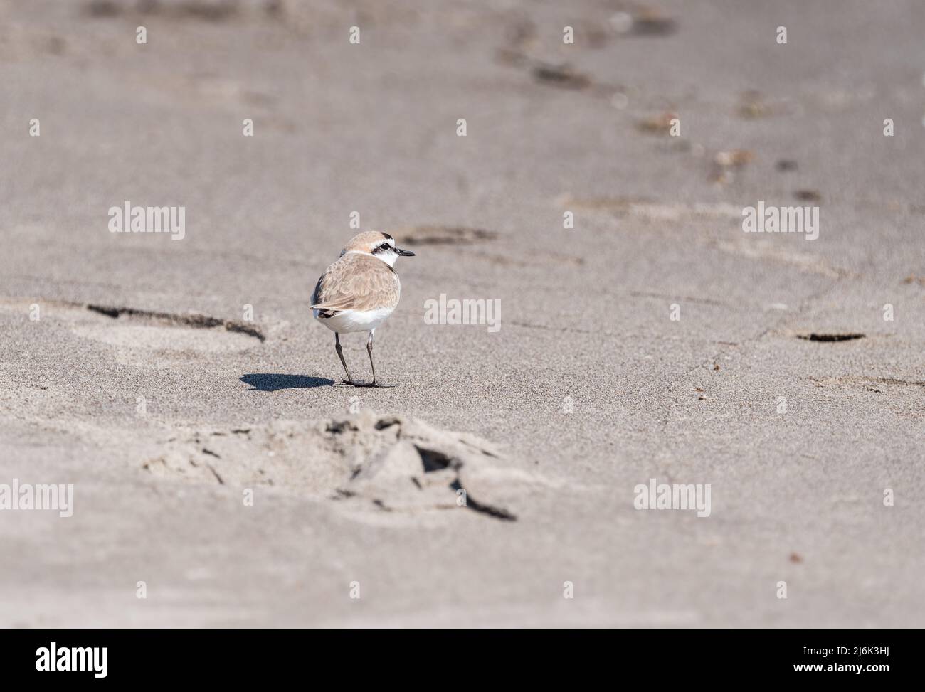 Seeregenpfeifer (Charadrius Alexandrinus) Stockfoto