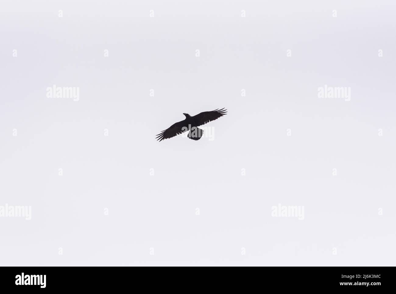 Fliegende Raven (Corvus Corax) Stockfoto