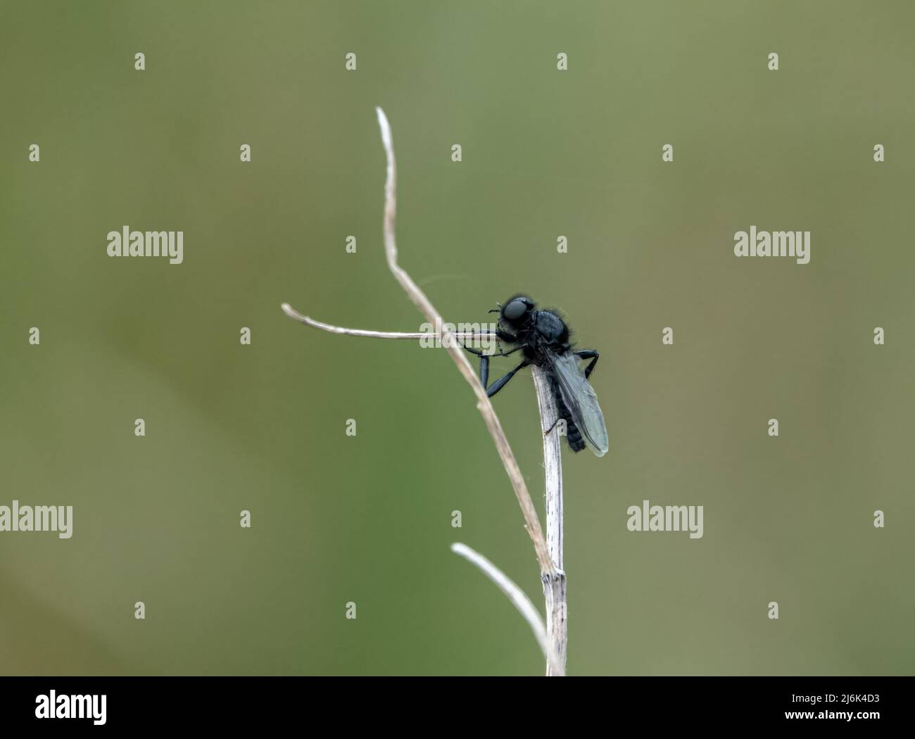 Eine Feldlerche (Alauda arvensis) saß hoch in den Ästen des Frühlings Stockfoto