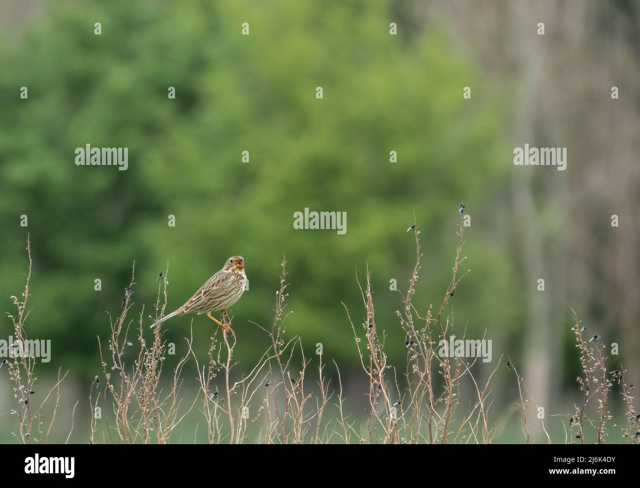 Eine Feldlerche (Alauda arvensis) saß hoch in den Ästen des Frühlings Stockfoto