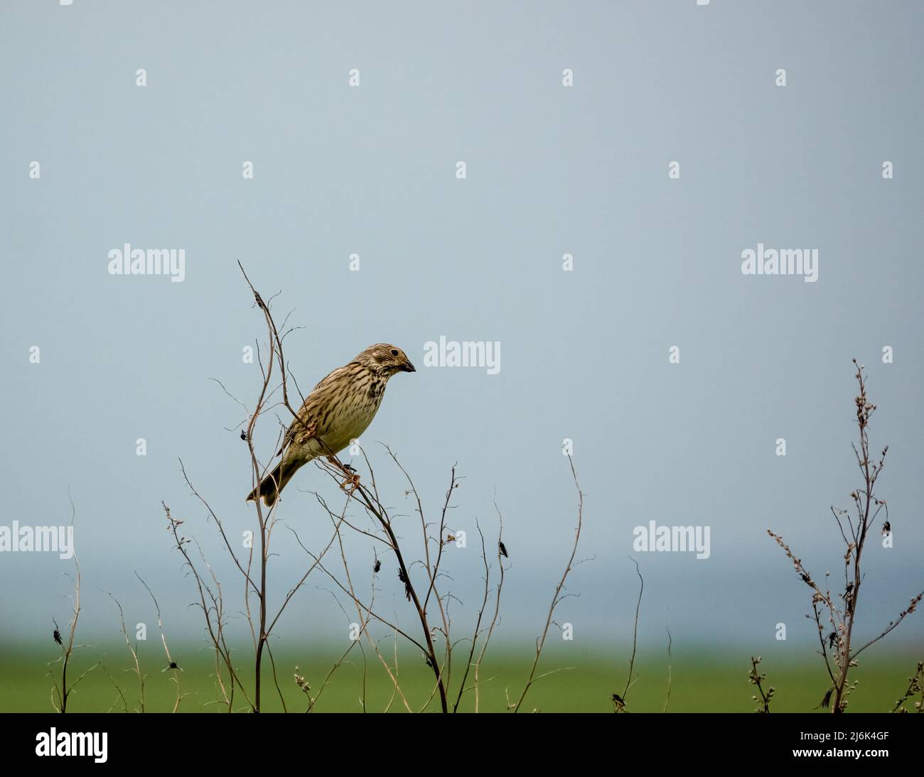 Eine Feldlerche (Alauda arvensis) saß hoch in den Ästen des Frühlings Stockfoto