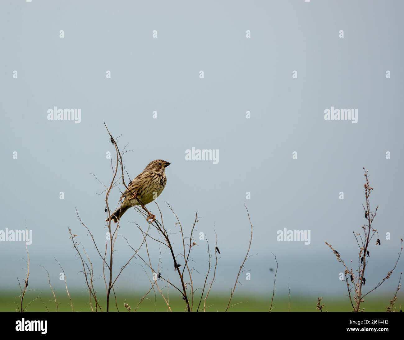 Eine Feldlerche (Alauda arvensis) saß hoch in den Ästen des Frühlings Stockfoto