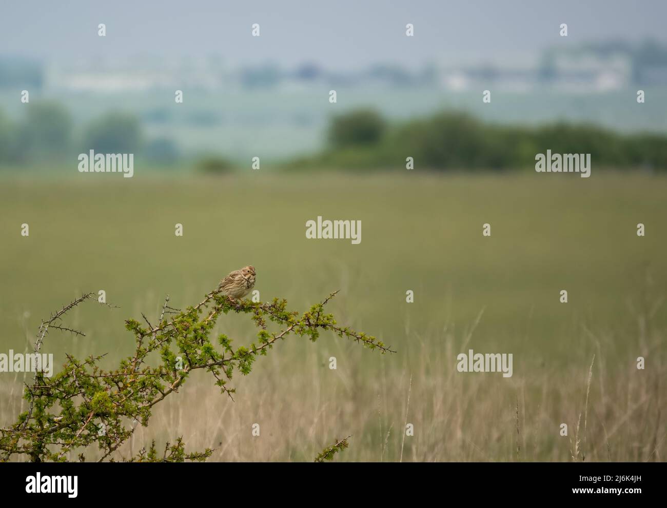 Eine Feldlerche (Alauda arvensis) saß hoch in den Ästen des Frühlings Stockfoto