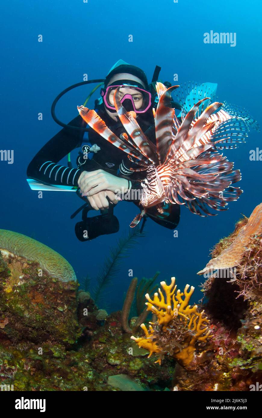 Weibliche Frau, die Lionfish anschaut Stockfoto