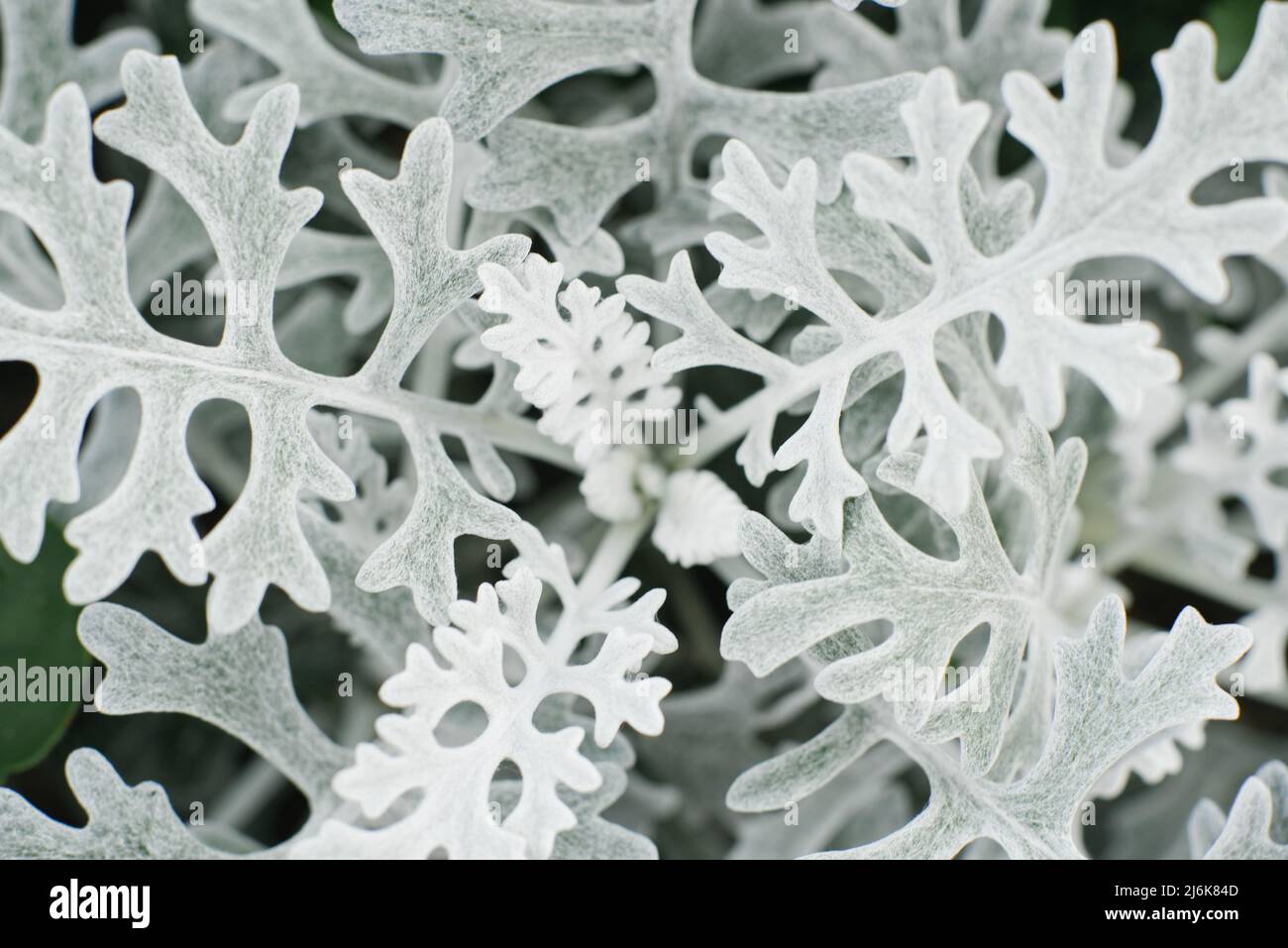 Cineraria primorskaya wächst im Garten im Sommer. Natürlicher Hintergrund Stockfoto