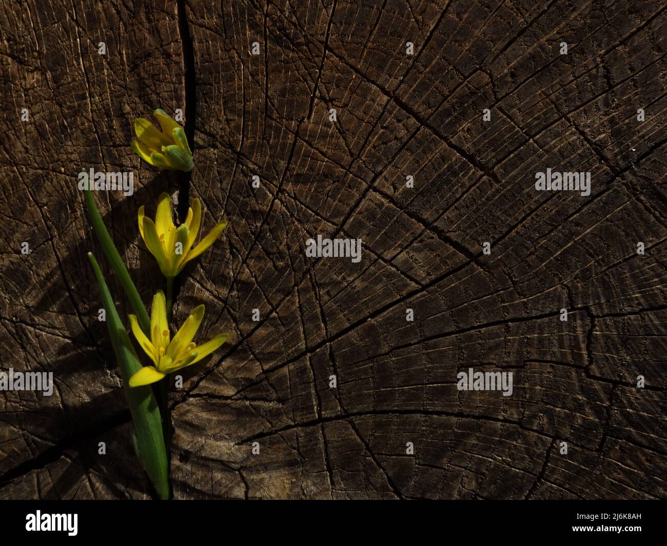 Gelber Stern-von-Bethlehem auf einem Baumstumpf platziert kann als Rahmen für Fotos oder Hintergrund für Karten, Einladungen oder für Ihre Scrapbook-Ideen verwendet werden. Stockfoto