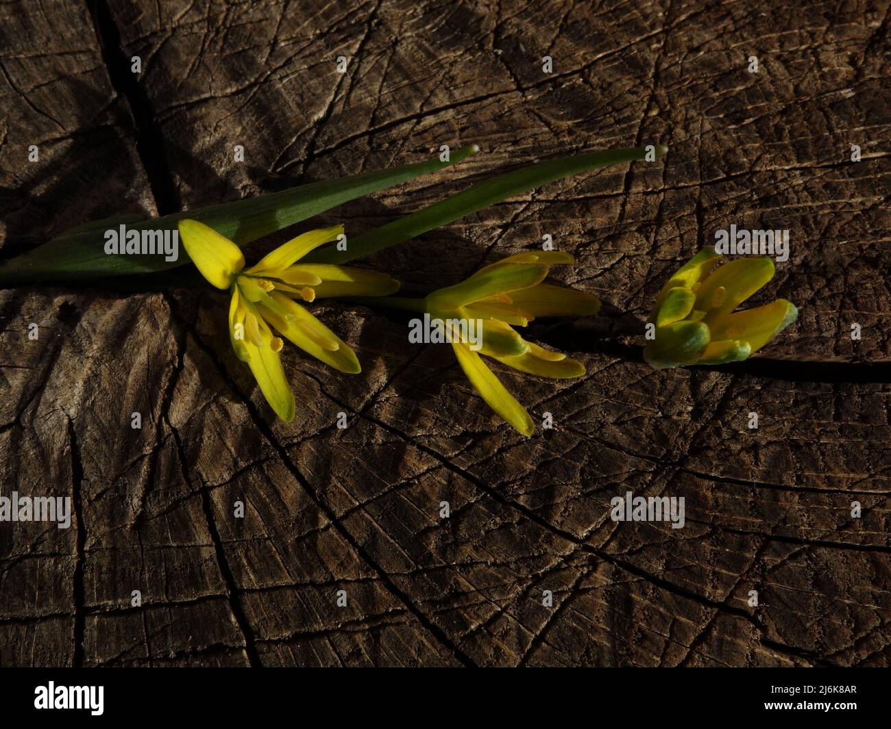 Gelber Stern-von-Bethlehem auf einem Baumstumpf platziert kann als Rahmen für Fotos oder Hintergrund für Karten, Einladungen oder für Ihre Scrapbook-Ideen verwendet werden. Stockfoto