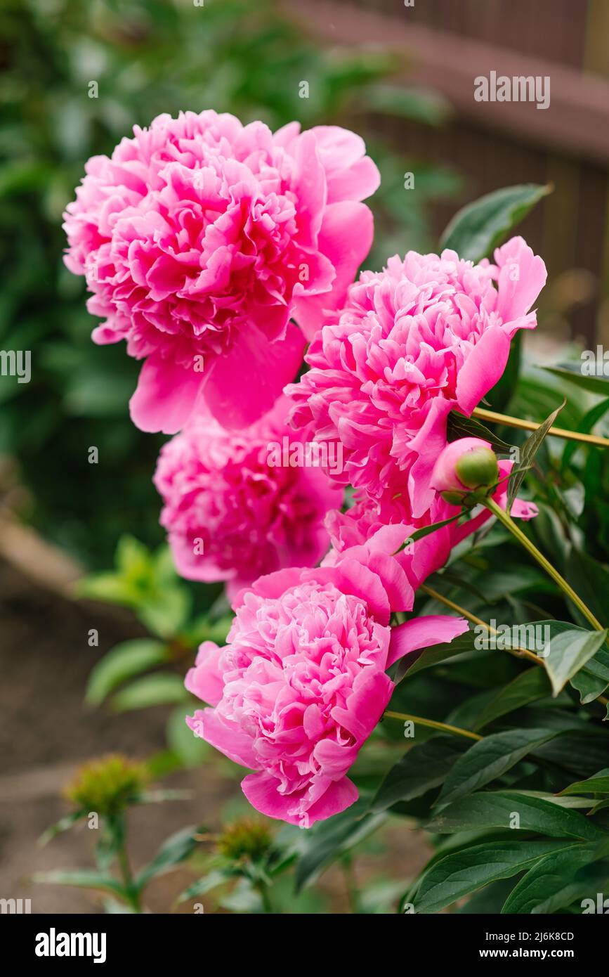 Wunderschöne rosa krautige Pfingstrosen-Blüten im Sommergarten Stockfoto