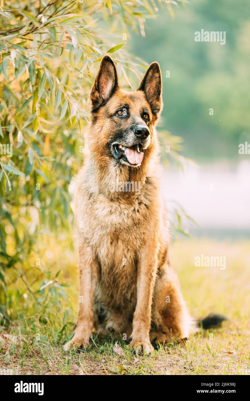Elsässischer Wolf Hund Sitzt Im Grünen Sommer Park Gras. Braun Deutscher  Schäferhund Nahaufnahme Porträt Stockfotografie - Alamy